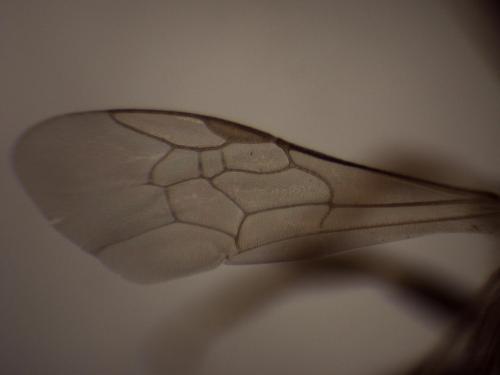 Seladonia sp.